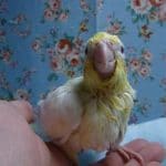 手乗りオカメインコ　ルチノー（白オカメ）　ヒナ