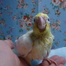 手乗りオカメインコ　ルチノー（白オカメ）　ヒナ