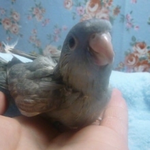 手乗りサザナミインコ　スパングル　ブルー系　ヒナ