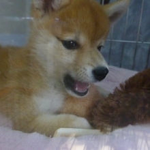 豆柴来ました！