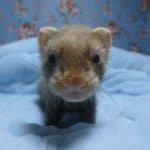 パスバレーフェレットの男の子　バタースコッチ