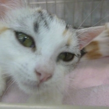 マンチカンの女の子