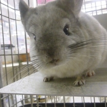 チンチラ　パイドの女の子！