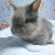 ライオンラビット　ブルーの男の子