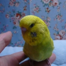 手乗りジャンボセキセイインコ　
