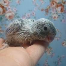 手乗りマメルリハ　アメリカンホワイトの男の子　ヒナ