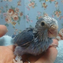 手乗りマメルリハ　コバルト　女の子のヒナ