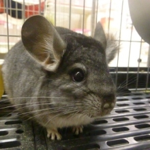 チンチラ　ノーマルグレーの女の子！