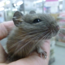 ブルーデグーの女の子