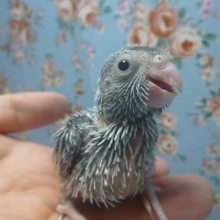 手乗りマメルリハ　ブルーの男の子　ヒナ