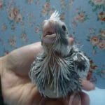手乗りオカメインコ　ホワイトフェイスパイドのヒナ