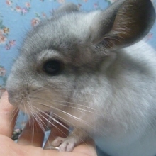 チンチラ　パイド男の子