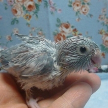 手乗りマメルリハ　パステルブルーパイドの女の子