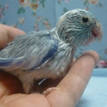 手乗りマメルリハ　パステルブルーパイドの男の子