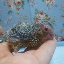 手乗りマメルリハ　パステルイエローファローの男の子