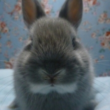 ドワーフラビット（ネザーランドドワーフ）　ブルーオターの女の子