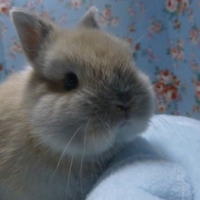 ドワーフラビット（ネザーランドドワーフ）オパール　男の子