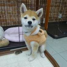 豆柴ふれあいデビュー