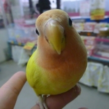 手乗りコザクラインコ　ゴールデンチェリー　ヒナ餌卒業済