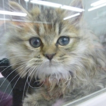 ペルシャ　チンチラゴールデンの女の子