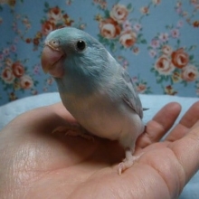 手乗りマメルリハ　ブルーパイドの女の子　ヒナ餌卒業済