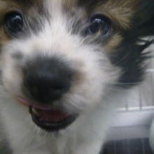 パピヨンの男の子