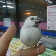 手乗りシルバー文鳥　