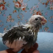 手乗りオカメインコ　WFパイドのヒナちゃん