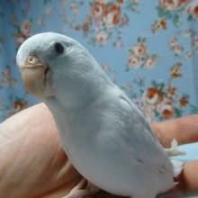 手乗りマメルリハ　アメリカンホワイト　女の子　ヒナ餌卒業済み