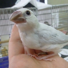 手乗りブンチョウ　シルバー文鳥　ヒナ餌卒業済み