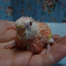 手乗りアキクサインコ　ルビノーのヒナ