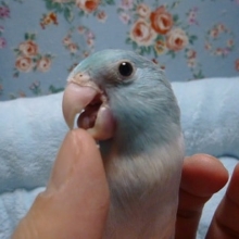 マメルリハ・ブルーパイド