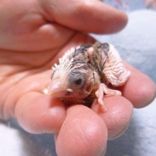 手乗り十姉妹（ジュウシマツ）のヒナ