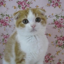 スコティッシュフォールドの女の子