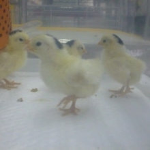 ゴイシチャボのひよこ