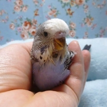 手乗りジャンボセキセイインコ　ノーマル　バイオレット