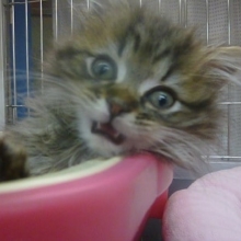 マンチカンの女の子　ブラウンタビー