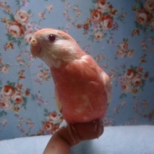 手乗りアキクサインコ　ルビノー　ヒナ餌卒業済