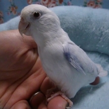 手乗りマメルリハ　アメリカンホワイトパイドファローの男の子