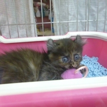 キンカローの女の子