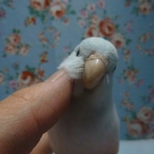 手乗りマメルリハ　アメリカンホワイト　女の子　ヒナ餌卒業済