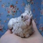 手乗りオカメインコ　WFシナモンパール　12月13日　撮影