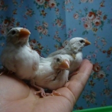 手乗りブンチョウ　白文鳥　ヒナちゃん