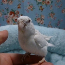 手乗りマメルリハ　アメリカンホワイトパイドファローの女の子