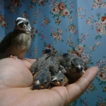 手乗り桜ブンチョウ　ヒナ　