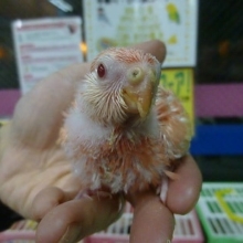 手乗りアキクサインコ　ルビノー　ヒナちゃん