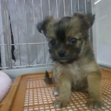 チワワミックス来ました！