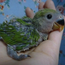 手乗りコザクラインコ　ノーマル　12月13日　撮影