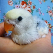 手乗りコザクラインコ　バイオレットパイド　ヒナ　１２月２７日　撮影