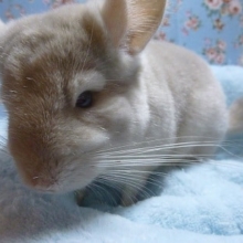 チンチラ　シナモン　男の子　12月27日　撮影